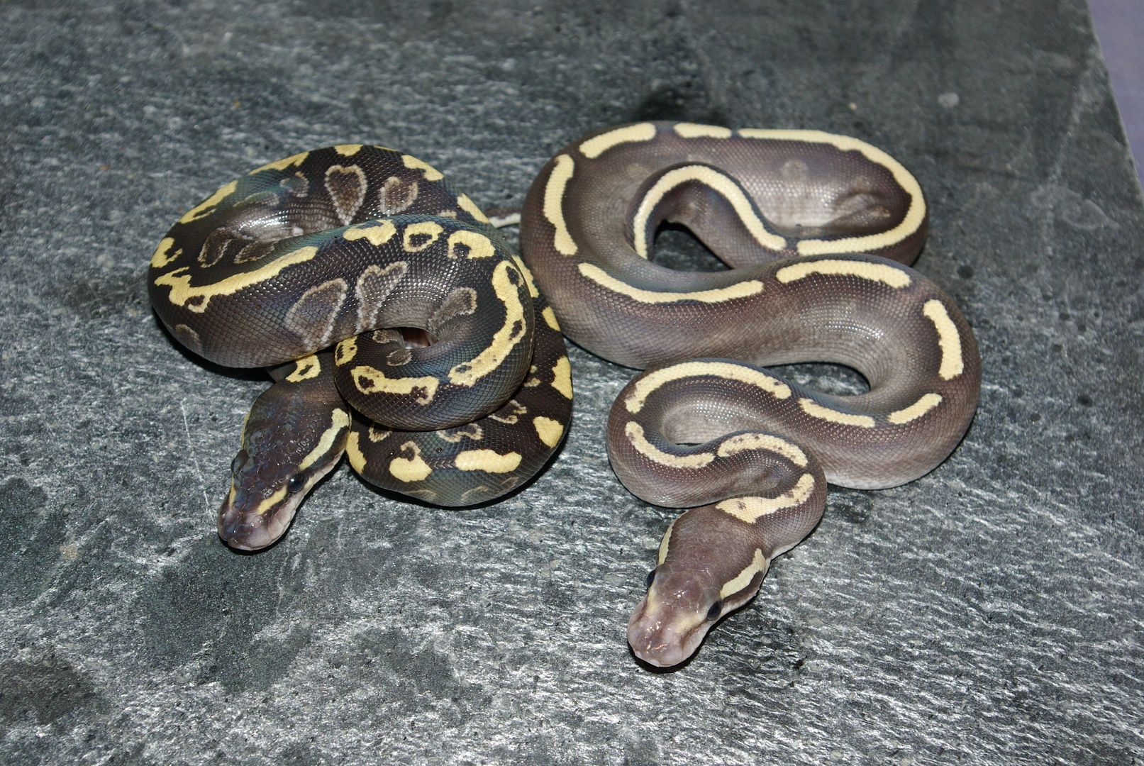 For Sale Mojave GHI Female FaunaClassifieds